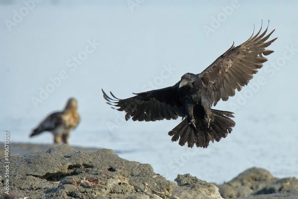 Fototapeta A Common Raven (Corvus corax) flies along an Alaskan beach during the winter time.