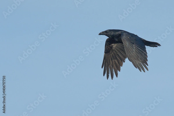 Fototapeta A Common Raven (Corvus corax) flies along an Alaskan beach during the winter time.