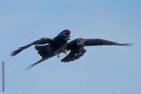Fototapeta A pair of Common Ravens (Corvus corax) fight for food in flight along an Alaskan beach during the winter time.