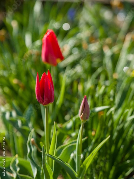 Fototapeta Red tulip flower in garden.