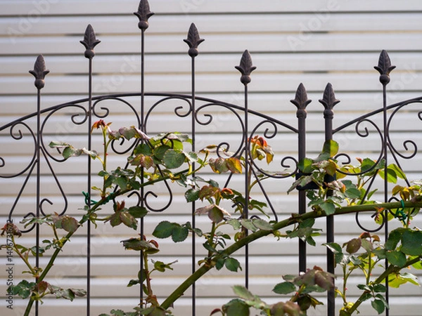Fototapeta Climbing roses on trellis in garden.
