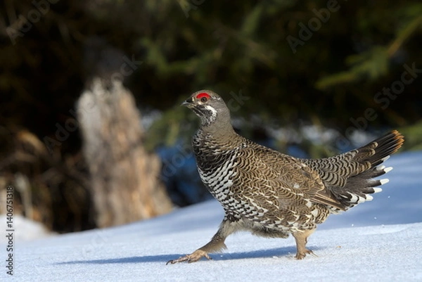 Fototapeta A Spruce Grouse displays in an Alaskan forest