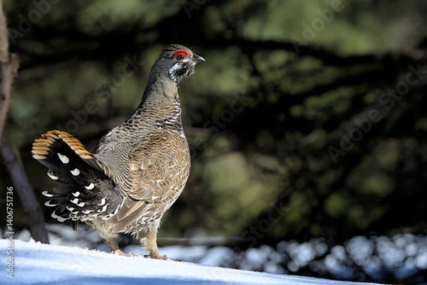 Fototapeta A Spruce Grouse displays in an Alaskan forest