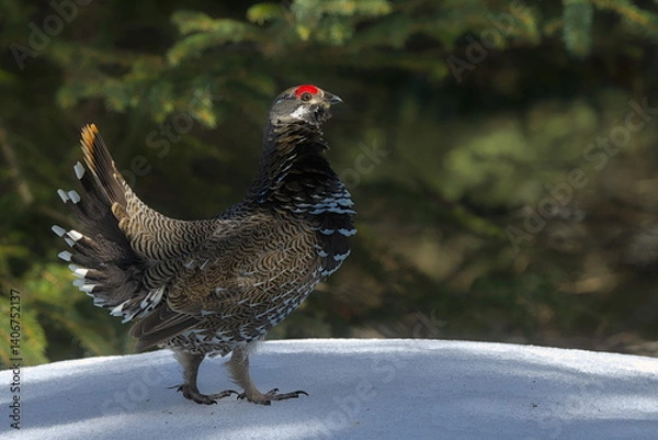 Fototapeta A Spruce Grouse displays in an Alaskan forest