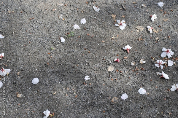 Fototapeta 散った桜