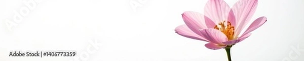 Obraz Flower with delicate petals against a plain white, white background, garden