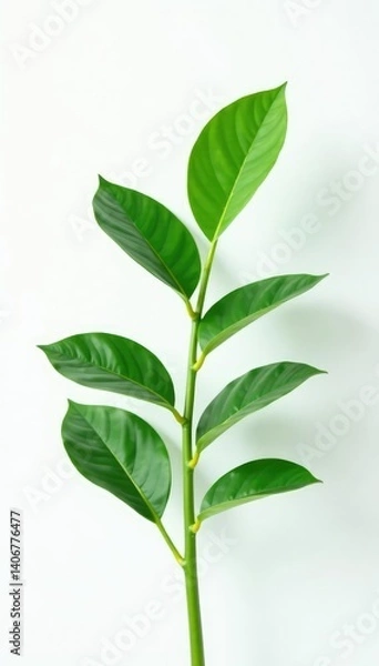 Obraz Foliage of a lone plant against white background, botanicals, calming