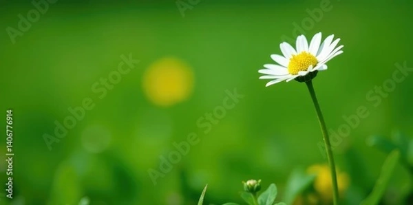 Fototapeta Fresh green stem of a daisy plant with tiny yellow flowers, small, green, flower
