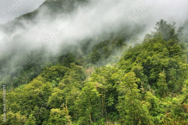 Obraz rainforest landscape