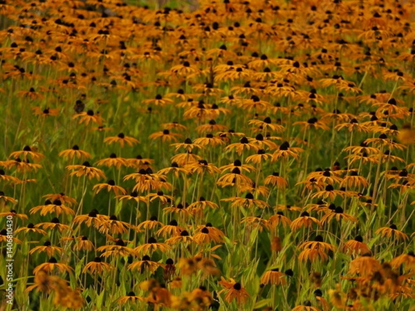 Fototapeta Field with flowers from a echinacea species grow as perennial herbaceous plants that, depending on the species usually reach heights of up to 140 cm. Called coneflower. Yellow flower, in the autumn 

