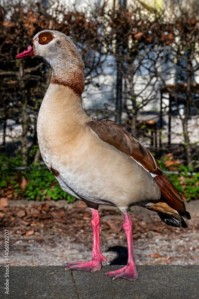 Obraz Closeup view of a Nile goose waterbird