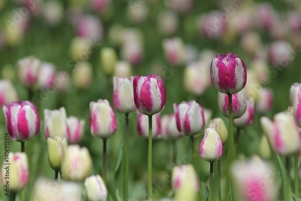 Obraz Colorful tulips in the park in spring
