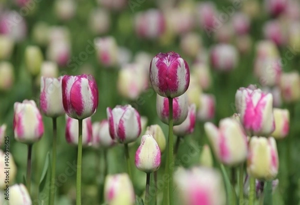 Obraz Colorful tulips in the park in spring
