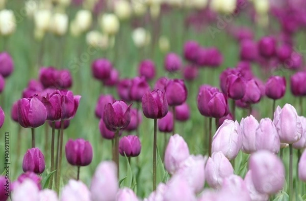 Obraz Colorful tulips in the park in spring
