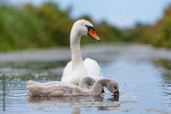 Obraz Mute swan (Cygnus olor) in the evening