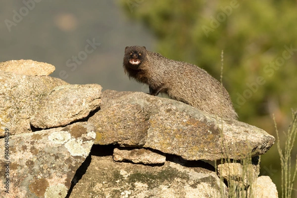 Fototapeta Mongoose in a Mediterranean forest of pines and oaks in the last light of a cold January evening