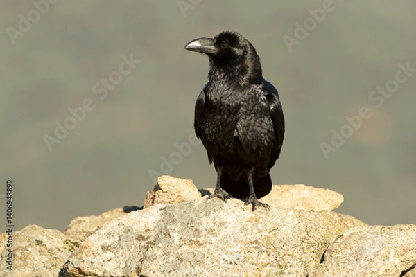 Fototapeta Common raven in a Mediterranean mid-mountain area of ​​oak and pine trees at first light on a winter day