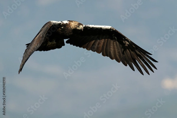 Fototapeta Spanish Imperial Eagle flying in its territory in a Mediterranean forest of oaks and pines at first light on a winter day