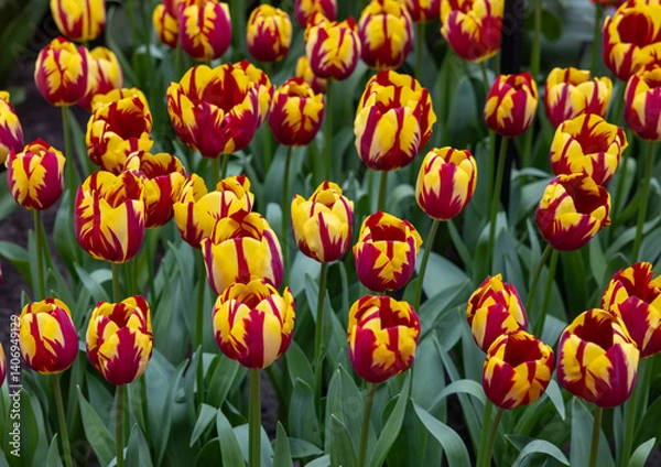 Obraz Colorful tulip called Helmar, Triumph group. Tulips are divided into groups that are defined by their flower features