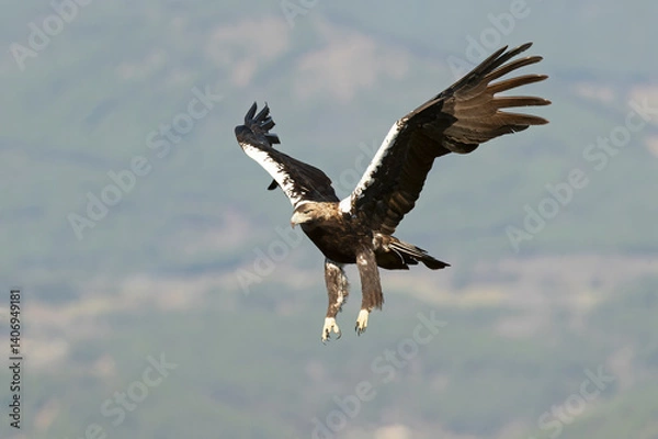 Fototapeta Spanish Imperial Eagle flying in its territory in a Mediterranean forest of oaks and pines at first light on a winter day