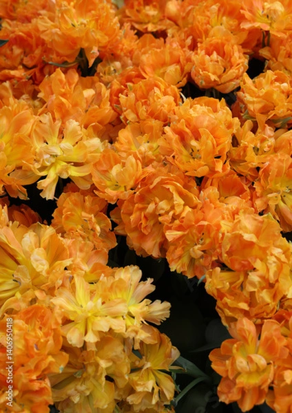 Fototapeta Orange tulip called  Orca. Double Early group. Tulips are divided into groups that are defined by their flower features
