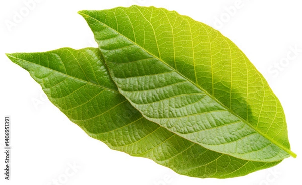 Fototapeta Walnut leaf isolated png. Green walnut leaf on white or transparent background. Flat lay two leaves no background. Top view nut leaves. Full depth of field.