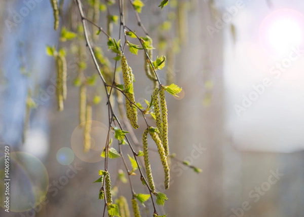 Fototapeta Birch branches with catkins in the spring in sunny weather 3