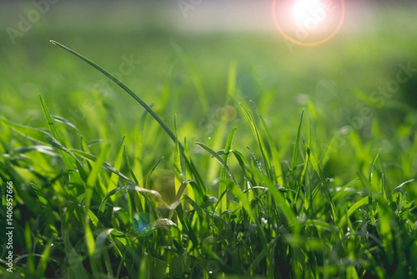 Obraz Green juicy grass in the rays of light