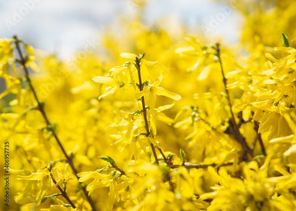 Obraz yellow forsythia bush flowers in spring