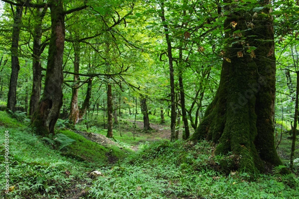 Fototapeta footpath in the forest, path in the forest, forest road, Green forest path with big tree, Peaceful trail through the woods, Nature path surrounded by trees, trunk by the forest path, Iran, Persia