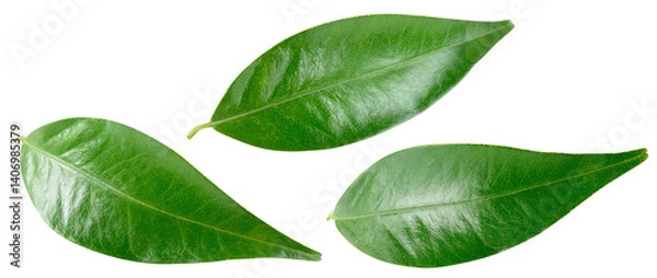 Fototapeta Citrus leaf isolated png. Citrus leaves top view. Orange leaf set on transparent background. Leaves no background. Collection. Full depth of field.