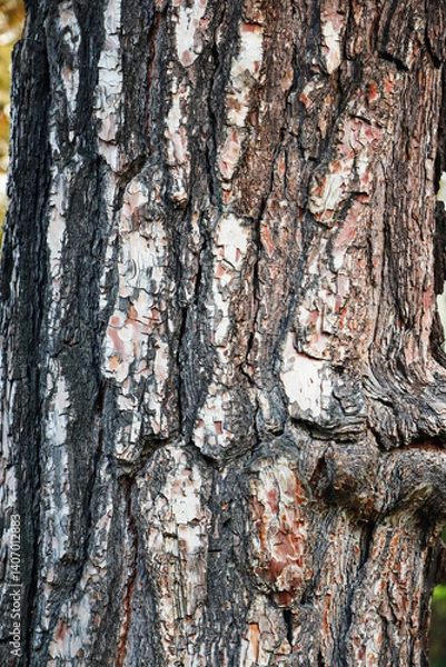 Obraz Wood, Texture, Background, Tree bark texture close up, Natural wood background texture, Tree trunk with textured bark, tree bark, tree skin, wooden pattern