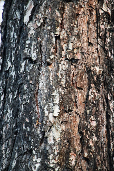 Obraz Wood, Texture, Background, Tree bark texture close up, Natural wood background texture, Tree trunk with textured bark, tree bark, tree skin, wooden pattern