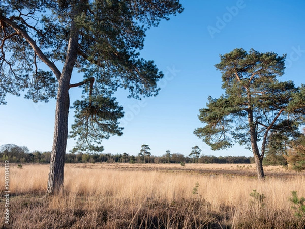 Fototapeta pine trees and puddles on leersumse veld in the netherlands