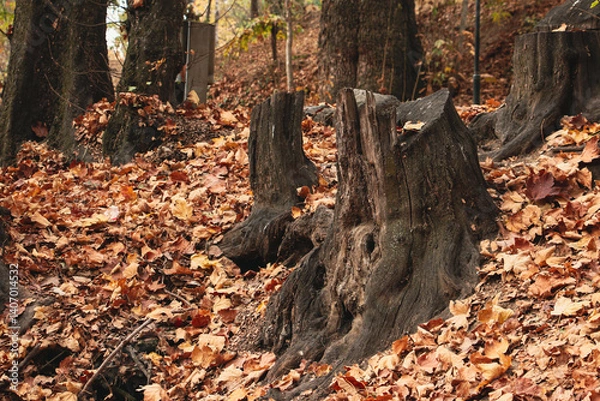 Fototapeta tree in autumn, Autumn, Tree trunk, Cut tree trunk, Ancient tree trunk, Orange leaves covering a tree stump, Fallen autumn leaves, Fallen, orange leaves, autumn scene, autumn forest