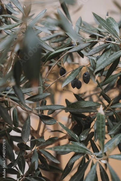 Fototapeta Close-Up of Olive Tree Leaves and Olives