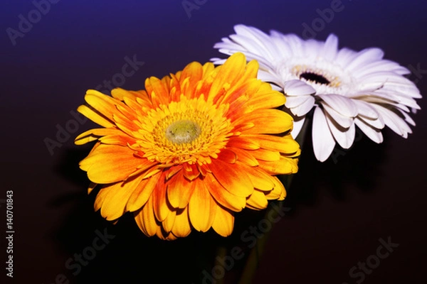 Obraz Colorful Gerbera in dark background