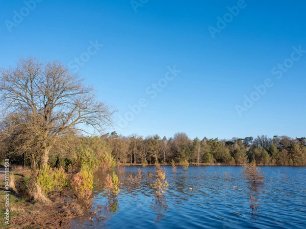 Fototapeta flooded small pine trees on leersumse veld in holland