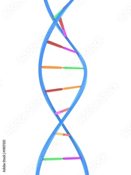 Fototapeta dna modell