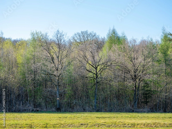 Fototapeta beautiful backlit early spring leaves in dutch forest near utrecht in the netherlands