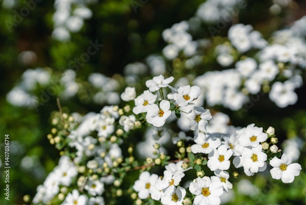 Fototapeta spiraea