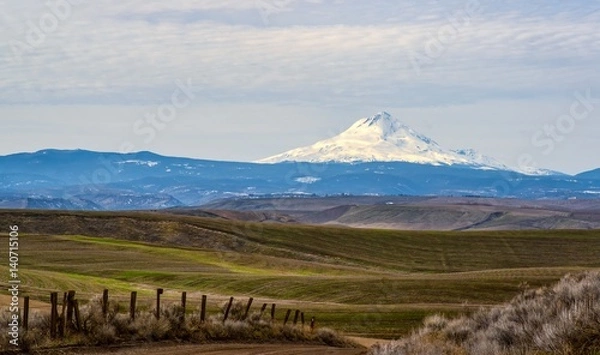 Fototapeta Mt. Hood Viewed From the Fence Line as the Winter Wheat Starts to Grow 