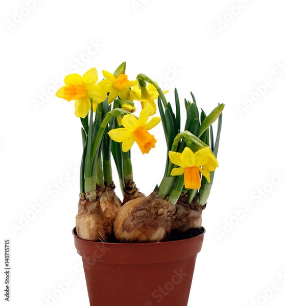 Fototapeta Narzissen / Osterglocken - Blumen mit Blumenzwiebeln im Topf - Freisteller, freigestellt / isoliert, weißer Hintergrund