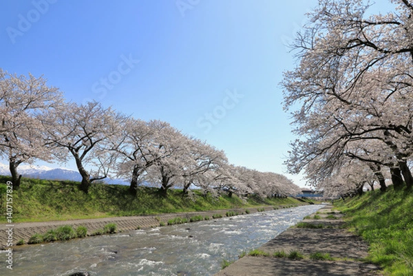 Obraz 舟川べりの桜並木の絶景の桜 ( 富山県 朝日町 )
