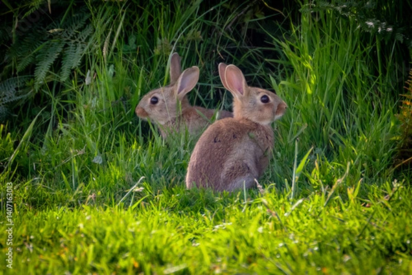 Obraz rabbits in the grass