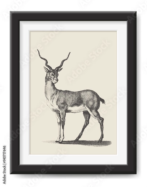 Fototapeta retro vector illustration: detailed vintage drawing of an African antelope - decorative poster or safari themed graphic design element