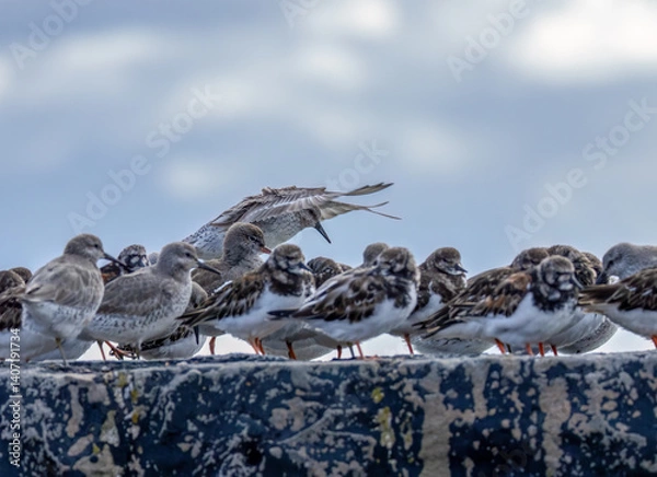 Fototapeta Flock of wading birds, knot, turnstones and redshanks, coming in to roost on a harbour wall 