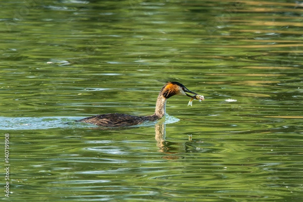 Fototapeta Great Crested Grebe, Podiceps cristatus has caught a fish.