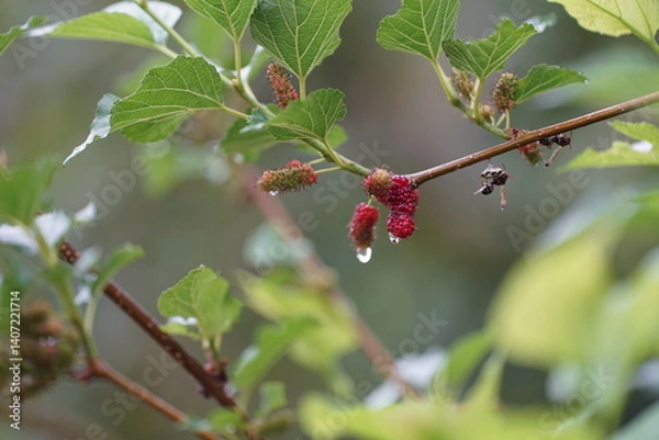 Obraz Reddish-purple mulberries begin to ripen on the branch, while the fresh green leaves reveal the abundance of nature in the blossoming season