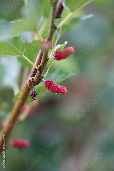 Obraz Reddish-purple mulberries begin to ripen on the branch, while the fresh green leaves reveal the abundance of nature in the blossoming season